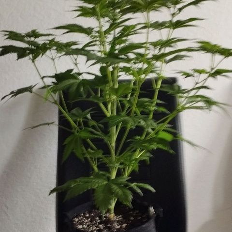 Jacky "Zilla" White growlog timeline photo