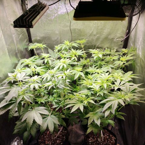 Jacky "Zilla" White growlog timeline photo