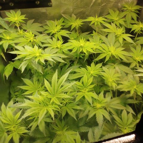 Jacky "Zilla" White growlog timeline photo