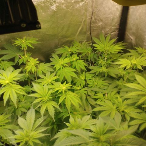 Jacky "Zilla" White growlog timeline photo