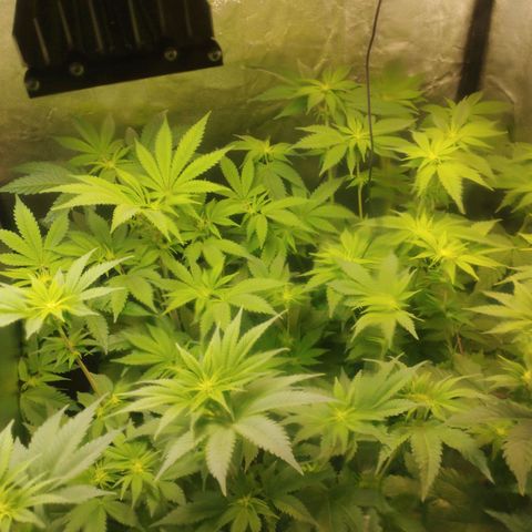 Jacky "Zilla" White growlog timeline photo