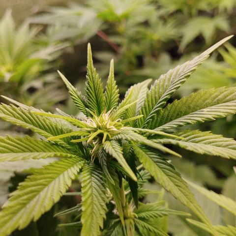 Jacky "Little" White growlog timeline photo