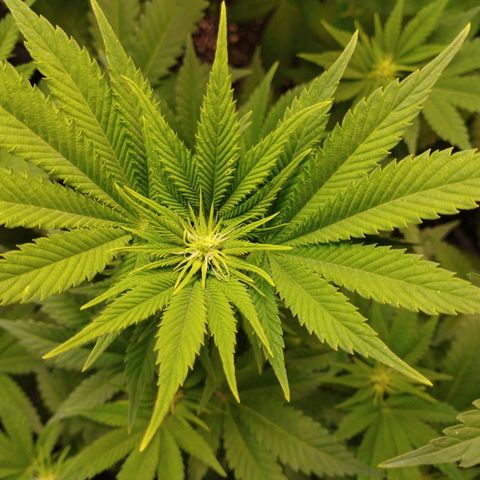 Jacky "Little" White growlog timeline photo