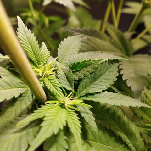 Jacky "Little" White growlog timeline photo