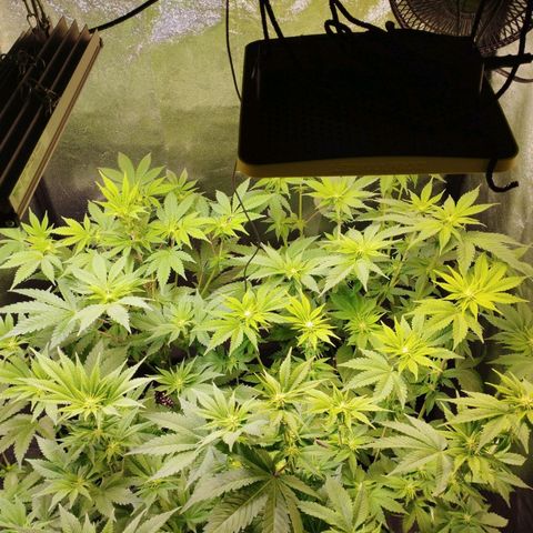 Jacky "Zilla" White growlog timeline photo
