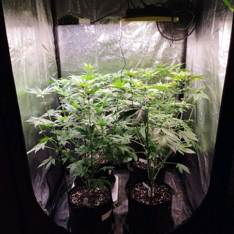 Jacky "Zilla" White growlog timeline photo
