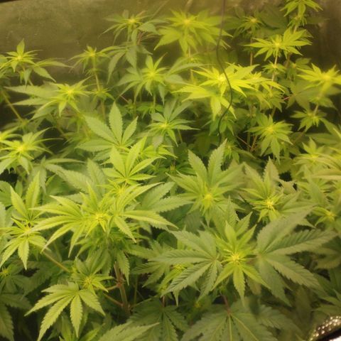 Jacky "Zilla" White growlog timeline photo