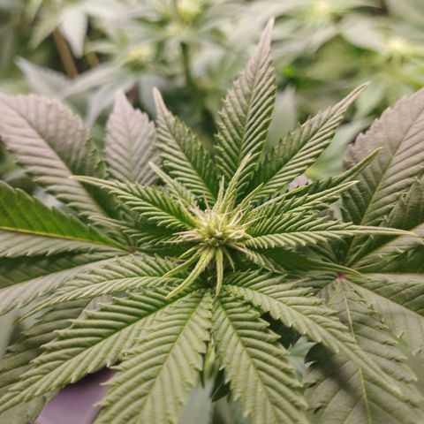 Jacky "Little" White growlog timeline photo