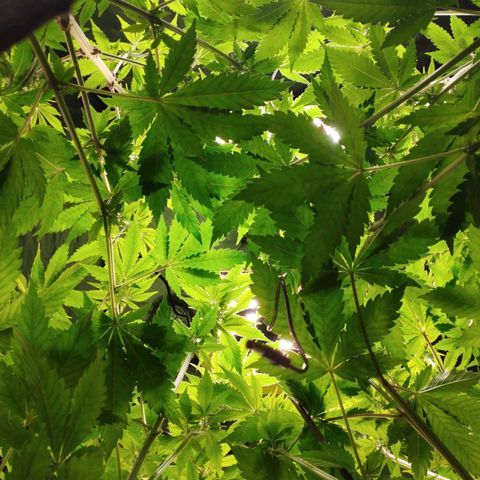Jacky "Zilla" White growlog timeline photo