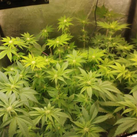 Jacky "Zilla" White growlog timeline photo