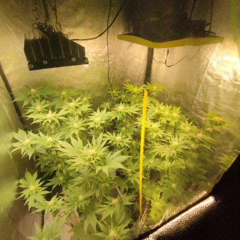 Jacky "Zilla" White growlog timeline photo