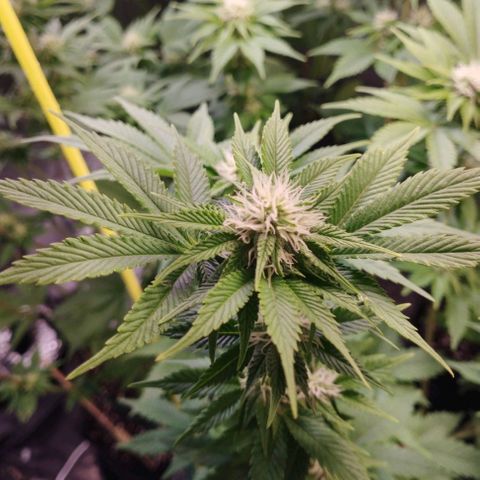 Jacky "Little" White growlog timeline photo