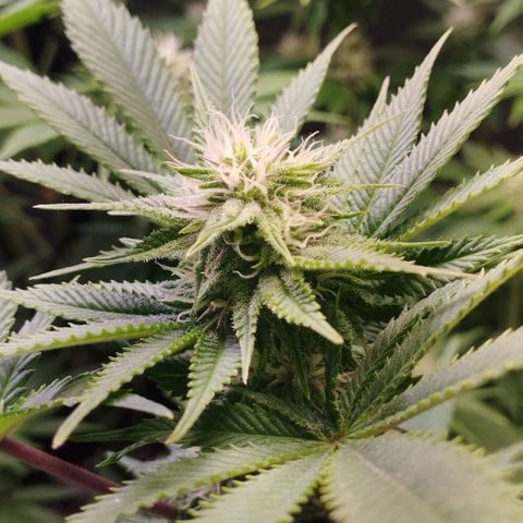 Jacky "Zilla" White growlog timeline photo