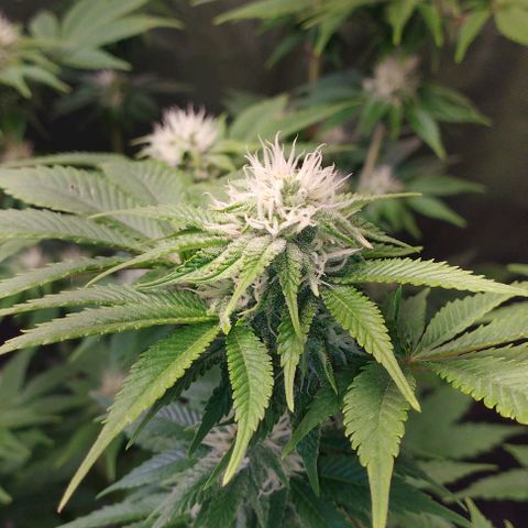Jacky "Zilla" White growlog timeline photo