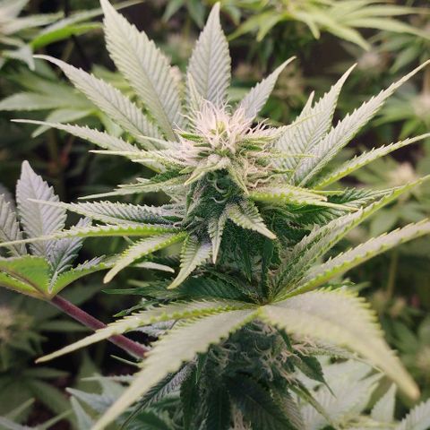Jacky "Zilla" White growlog timeline photo