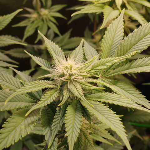 Jacky "Zilla" White growlog timeline photo