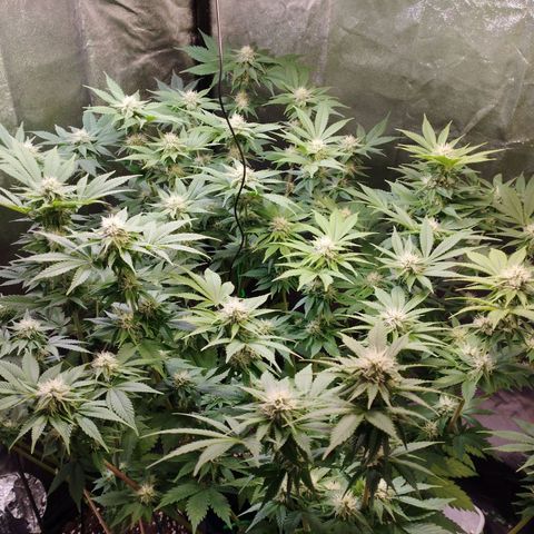 Jacky "Zilla" White growlog timeline photo