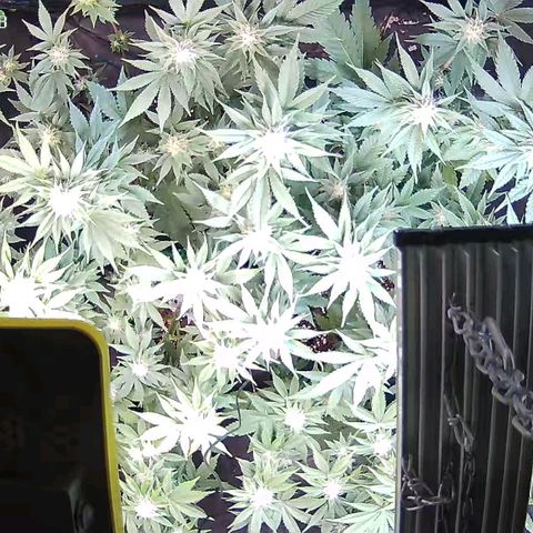 Jacky "Zilla" White growlog timeline photo