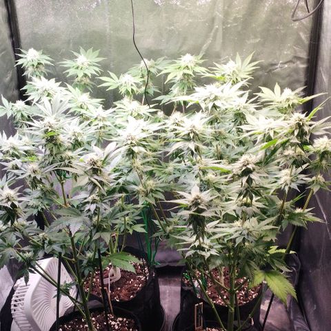 Jacky "Zilla" White growlog timeline photo