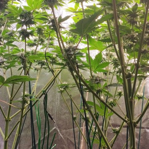 Jacky "Zilla" White growlog timeline photo