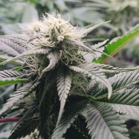 Jacky "Zilla" White growlog timeline photo