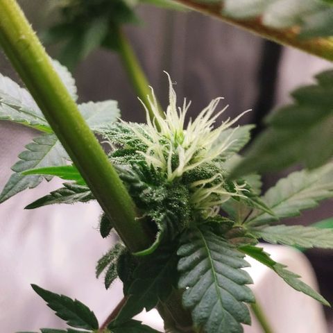 Jacky "Zilla" White growlog timeline photo
