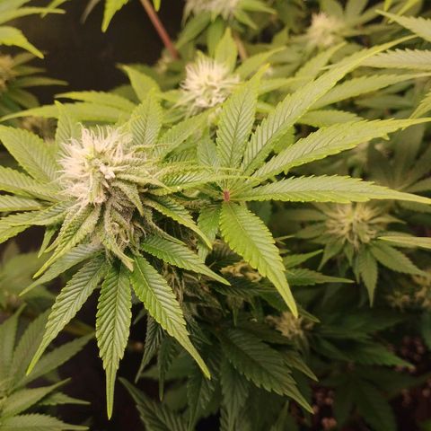 Jacky "Zilla" White growlog timeline photo