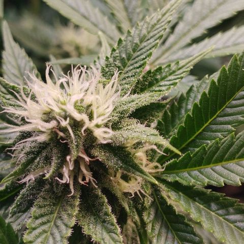 Jacky "Zilla" White growlog timeline photo