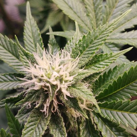 Jacky "Zilla" White growlog timeline photo
