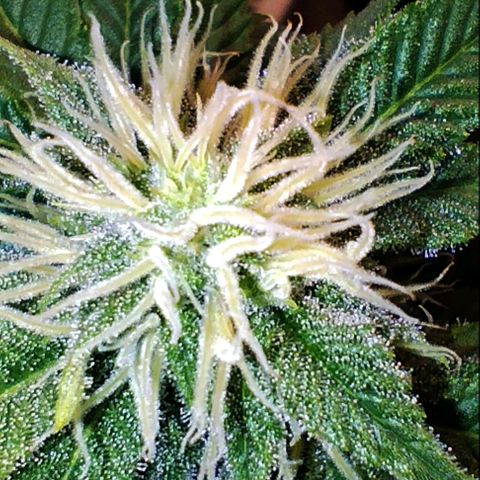 Jacky "Zilla" White growlog timeline photo