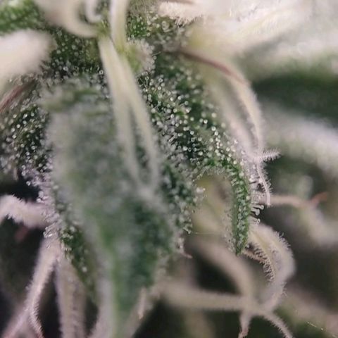 Jacky "Zilla" White growlog timeline photo
