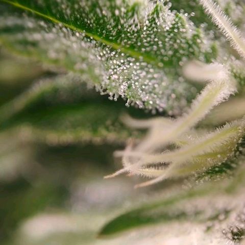Jacky "Zilla" White growlog timeline photo