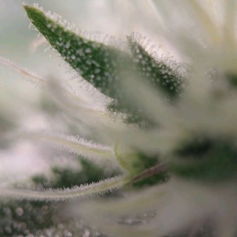 Jacky "Zilla" White growlog timeline photo