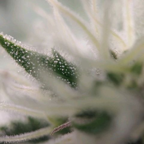Jacky "Zilla" White growlog timeline photo