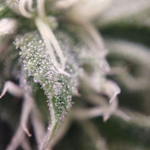 Jacky "Zilla" White growlog timeline photo