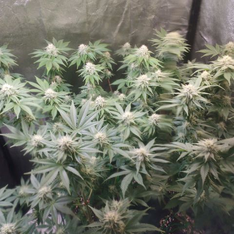 Jacky "Zilla" White growlog timeline photo