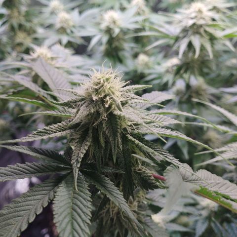 Watermelon "Snow" Ultra growlog timeline photo