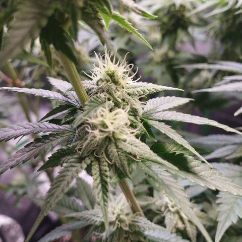 Watermelon "Snow" Ultra growlog timeline photo