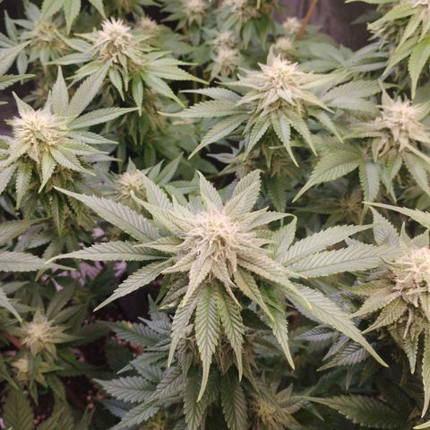 Watermelon "Snow" Ultra growlog timeline photo