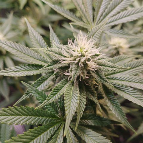 Jacky "Little" White growlog timeline photo
