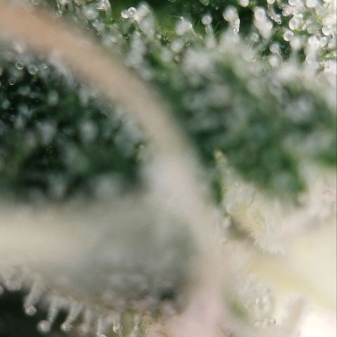 Jacky "Zilla" White growlog timeline photo