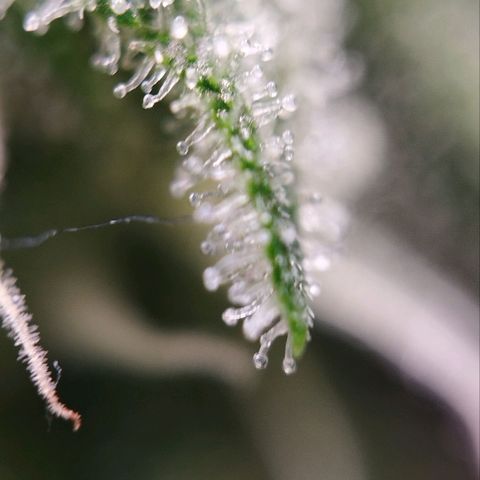 Jacky "Zilla" White growlog timeline photo