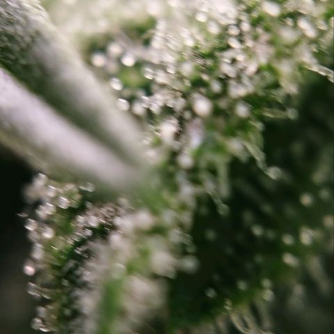 Jacky "Zilla" White growlog timeline photo