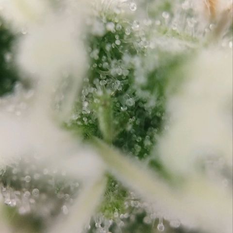 Jacky "Zilla" White growlog timeline photo
