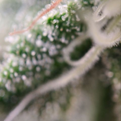 Jacky "Zilla" White growlog timeline photo