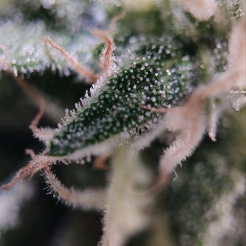 Jacky "Zilla" White growlog timeline photo