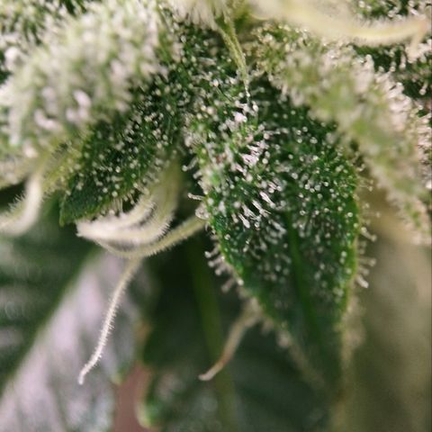Jacky "Zilla" White growlog timeline photo
