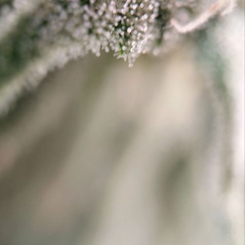 Jacky "Zilla" White growlog timeline photo