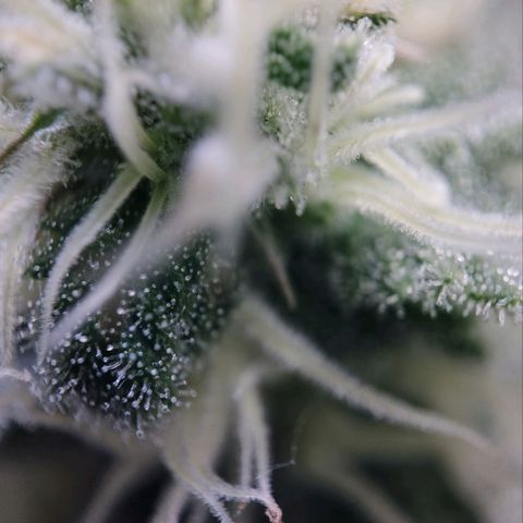 Jacky "Zilla" White growlog timeline photo