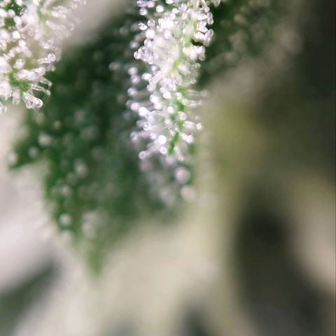 Jacky "Zilla" White growlog timeline photo